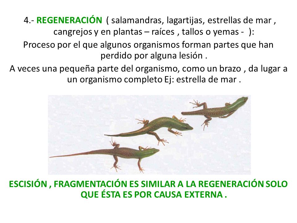 4.- REGENERACIÓN ( salamandras, lagartijas, estrellas de mar , cangrejos y en plantas – raíces , tallos o yemas - ):