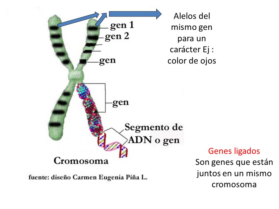 Alelos del mismo gen para un carácter Ej : color de ojos