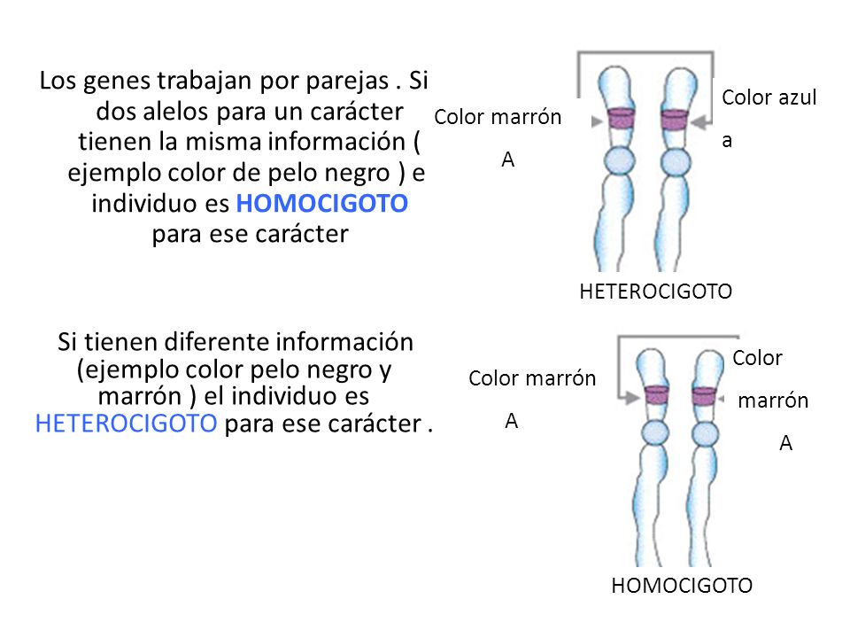 Los genes trabajan por parejas
