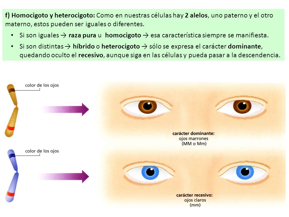 f) Homocigoto y heterocigoto: Como en nuestras células hay 2 alelos, uno paterno y el otro materno, estos pueden ser iguales o diferentes.