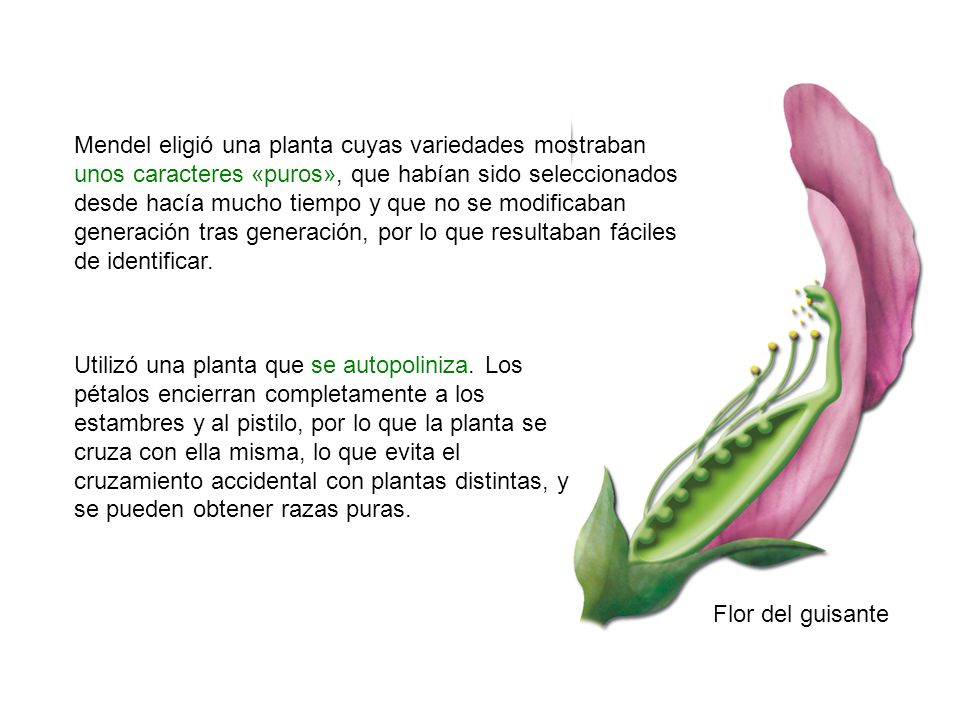 Mendel eligió una planta cuyas variedades mostraban unos caracteres «puros», que habían sido seleccionados desde hacía mucho tiempo y que no se modificaban generación tras generación, por lo que resultaban fáciles de identificar.