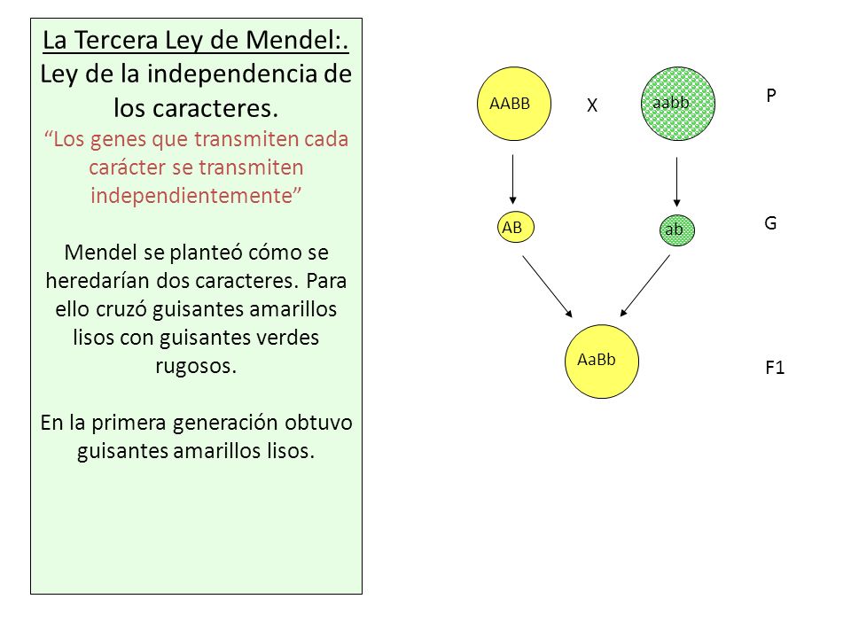 La Tercera Ley de Mendel:. Ley de la independencia de los caracteres.