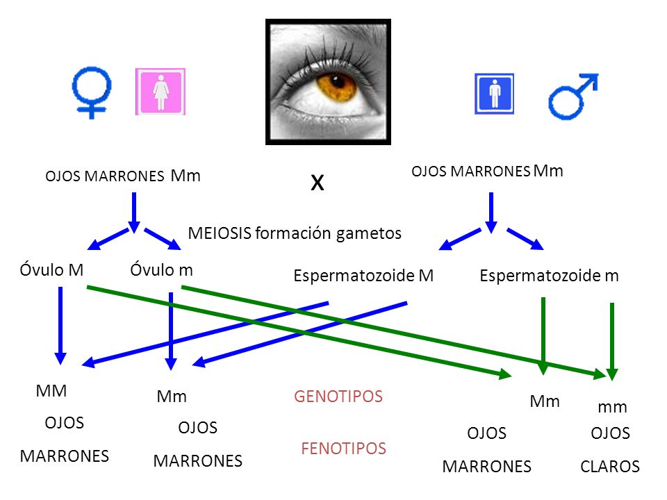 x MEIOSIS formación gametos Óvulo M Óvulo m Espermatozoide M