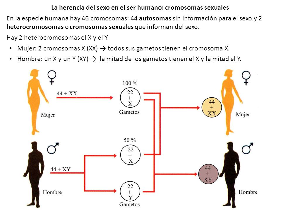 La herencia del sexo en el ser humano: cromosomas sexuales