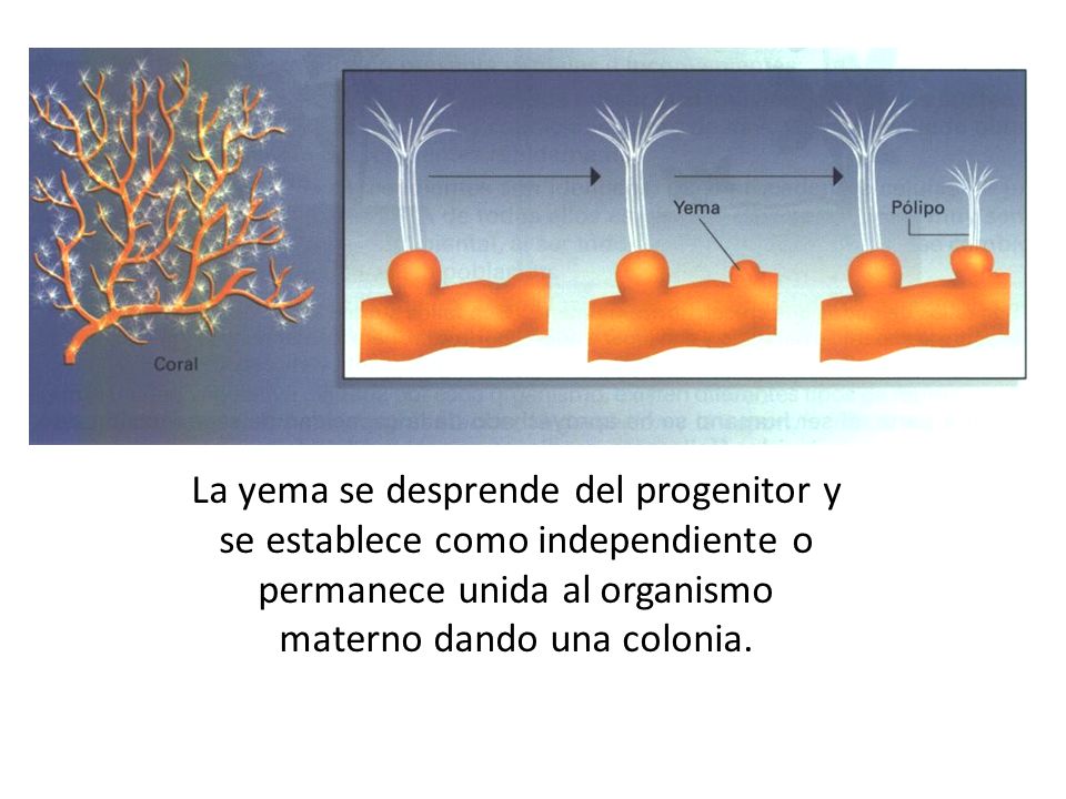 La yema se desprende del progenitor y se establece como independiente o permanece unida al organismo materno dando una colonia.