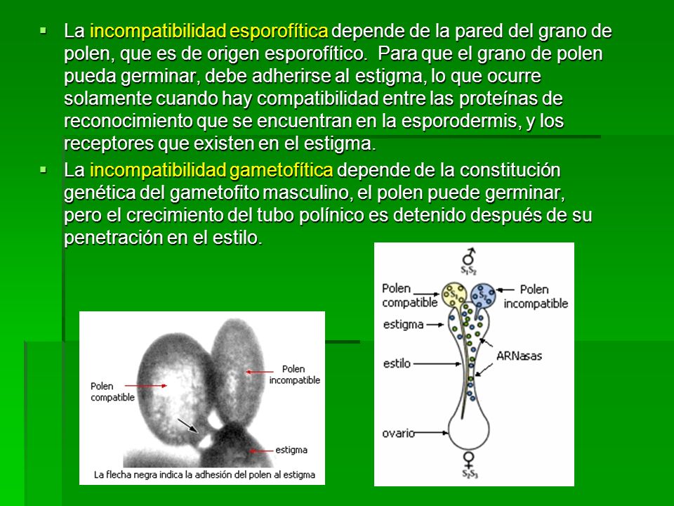 La incompatibilidad esporofítica depende de la pared del grano de polen, que es de origen esporofítico. Para que el grano de polen pueda germinar, debe adherirse al estigma, lo que ocurre solamente cuando hay compatibilidad entre las proteínas de reconocimiento que se encuentran en la esporodermis, y los receptores que existen en el estigma.