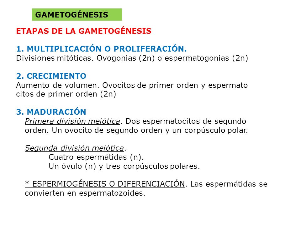 GAMETOGÉNESIS ETAPAS DE LA GAMETOGÉNESIS. 1. MULTIPLICACIÓN O PROLIFERACIÓN. Divisiones mitóticas. Ovogonias (2n) o espermatogonias (2n)