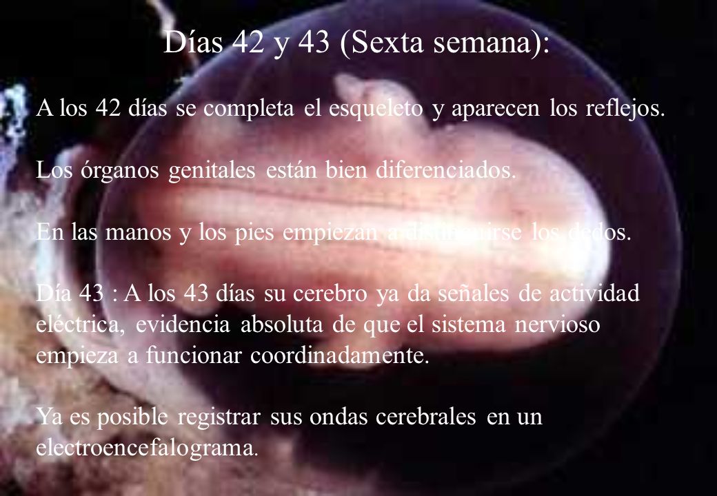 Días 42 y 43 (Sexta semana): A los 42 días se completa el esqueleto y aparecen los reflejos. Los órganos genitales están bien diferenciados.
