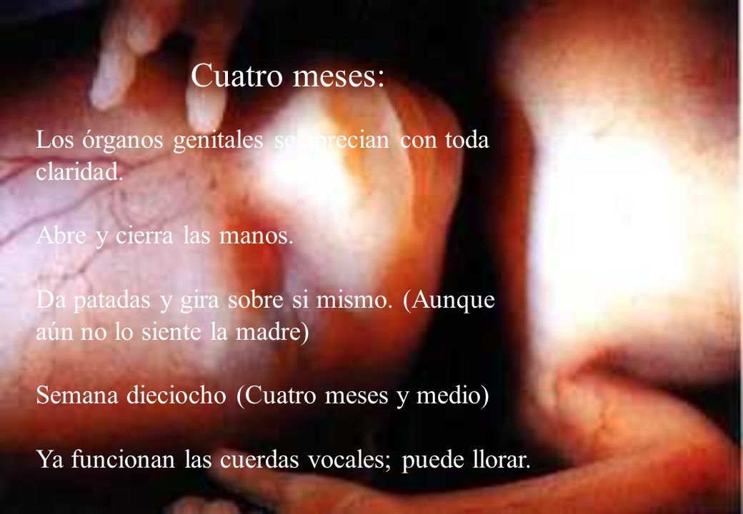 Cuatro meses: Los órganos genitales se aprecian con toda claridad.