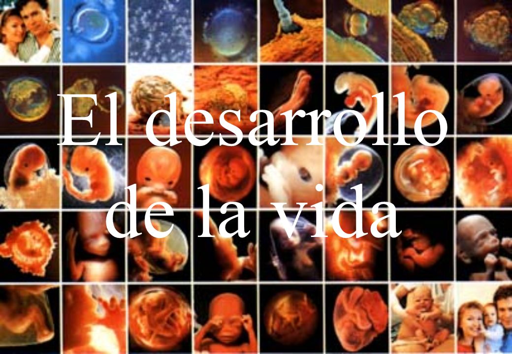 El desarrollo de la vida