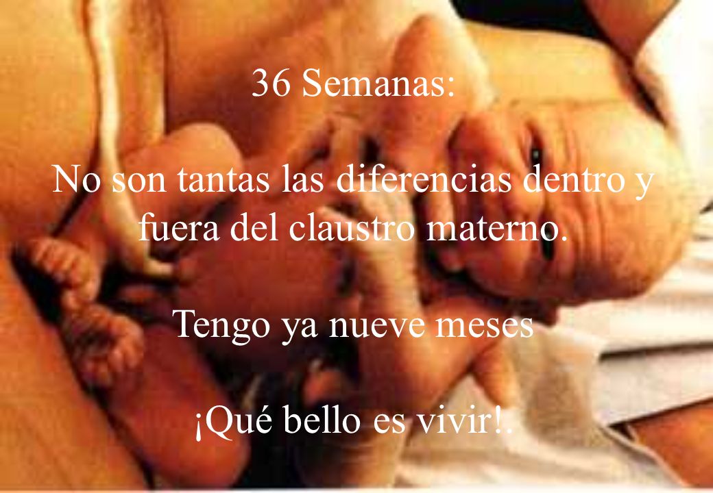 No son tantas las diferencias dentro y fuera del claustro materno.