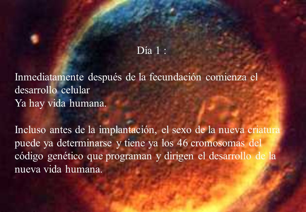 Día 1 : Inmediatamente después de la fecundación comienza el desarrollo celular. Ya hay vida humana.