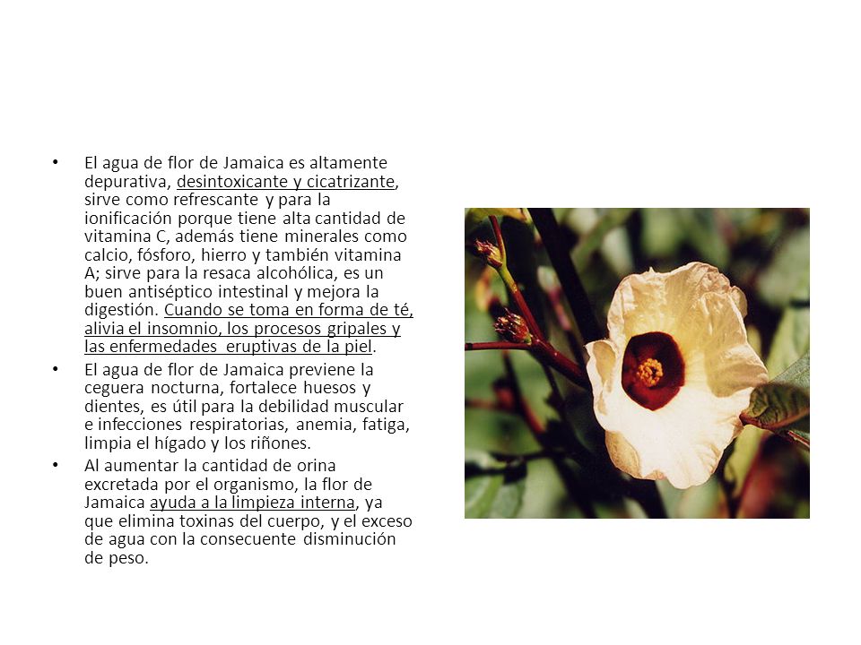 El agua de flor de Jamaica es altamente depurativa, desintoxicante y cicatrizante, sirve como refrescante y para la ionificación porque tiene alta cantidad de vitamina C, además tiene minerales como calcio, fósforo, hierro y también vitamina A; sirve para la resaca alcohólica, es un buen antiséptico intestinal y mejora la digestión. Cuando se toma en forma de té, alivia el insomnio, los procesos gripales y las enfermedades eruptivas de la piel.