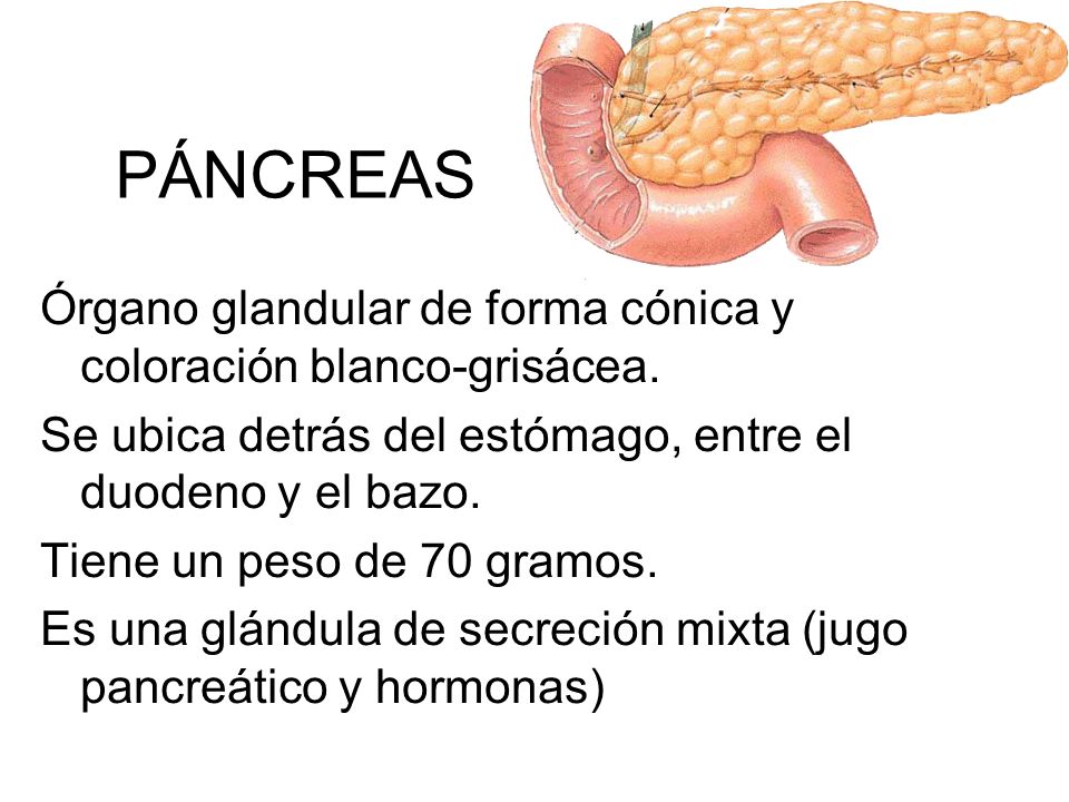 PÁNCREAS Órgano glandular de forma cónica y coloración blanco-grisácea. Se ubica detrás del estómago, entre el duodeno y el bazo.