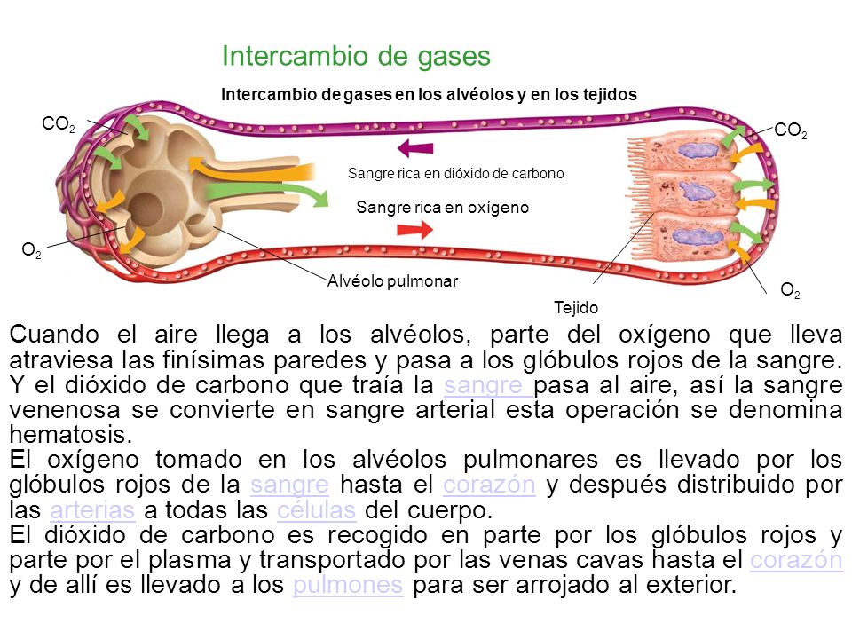 Intercambio de gases Intercambio de gases en los alvéolos y en los tejidos. CO2. CO2. Sangre rica en dióxido de carbono.