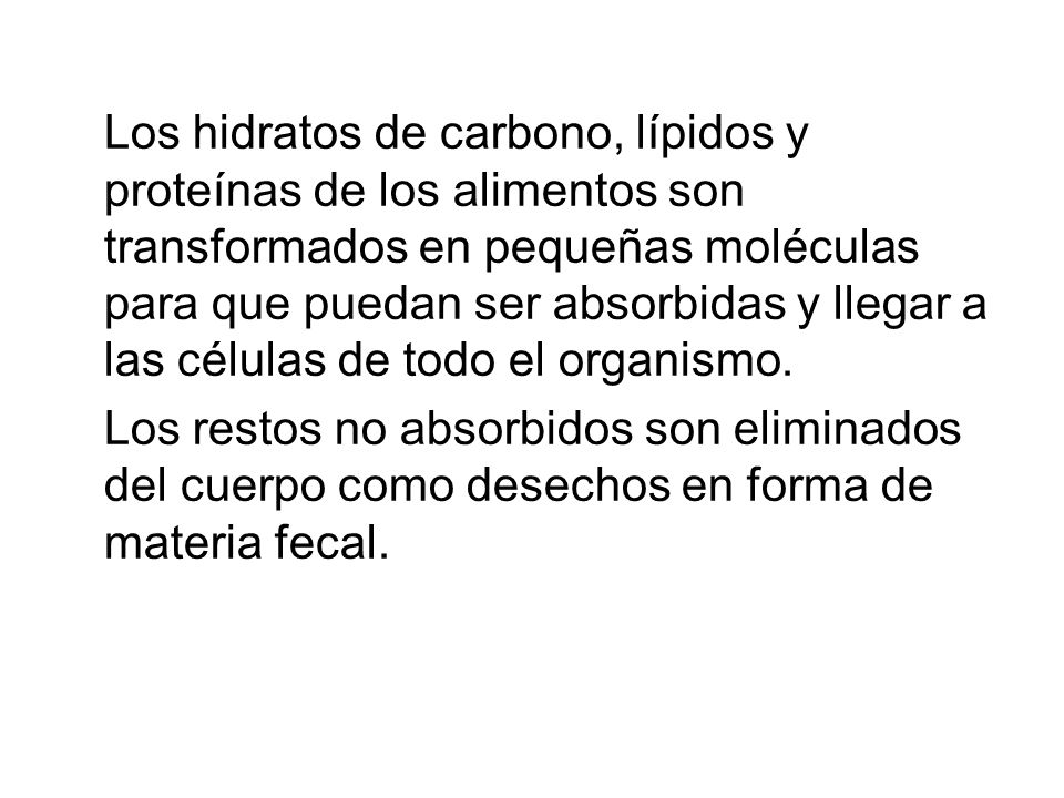 Los hidratos de carbono, lípidos y proteínas de los alimentos son transformados en pequeñas moléculas para que puedan ser absorbidas y llegar a las células de todo el organismo.