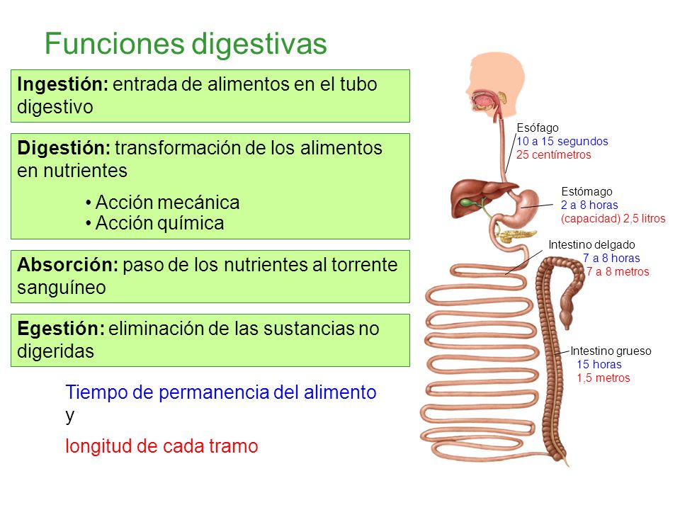 Funciones digestivas Ingestión: entrada de alimentos en el tubo digestivo. Esófago 10 a 15 segundos 25 centímetros.