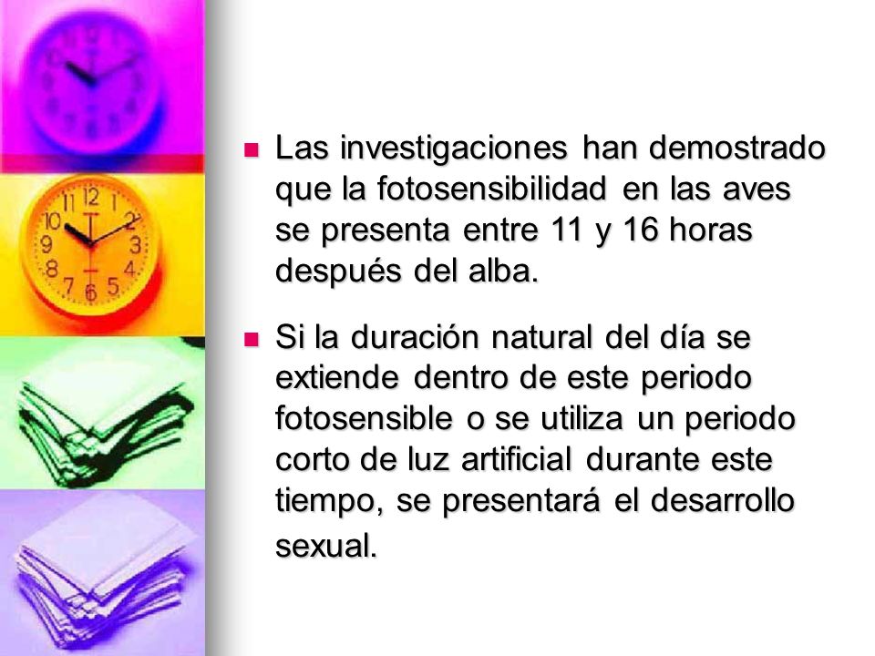 Las investigaciones han demostrado que la fotosensibilidad en las aves se presenta entre 11 y 16 horas después del alba.