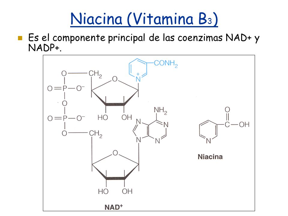 Niacina (Vitamina B3) Es el componente principal de las coenzimas NAD+ y NADP+.