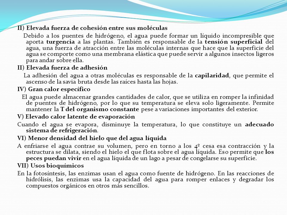 II) Elevada fuerza de cohesión entre sus moléculas Debido a los puentes de hidrógeno, el agua puede formar un líquido incompresible que aporta turgencia a las plantas.