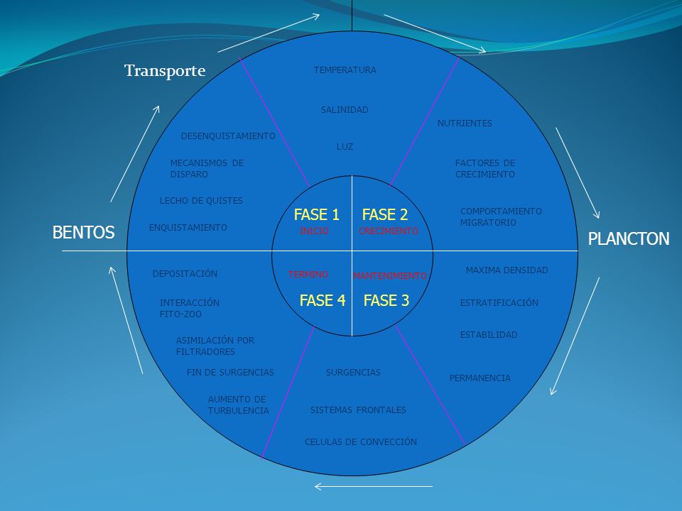Transporte BENTOS PLANCTON FASE 1 FASE 2 FASE 4 FASE 3 TEMPERATURA