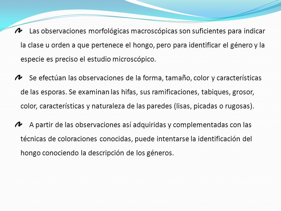 Las observaciones morfológicas macroscópicas son suficientes para indicar la clase u orden a que pertenece el hongo, pero para identificar el género y la especie es preciso el estudio microscópico.
