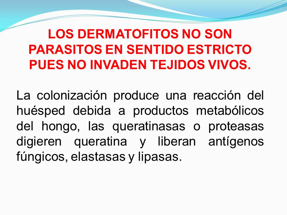 LOS DERMATOFITOS NO SON PARASITOS EN SENTIDO ESTRICTO PUES NO INVADEN TEJIDOS VIVOS.