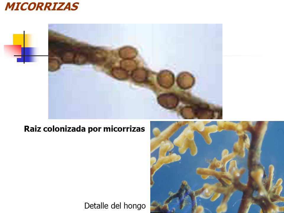 MICORRIZAS Raiz colonizada por micorrizas Detalle del hongo