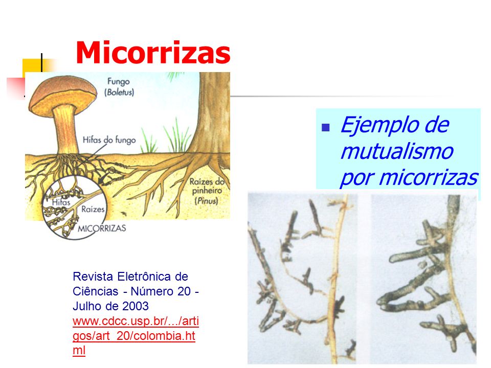 Micorrizas Ejemplo de mutualismo por micorrizas