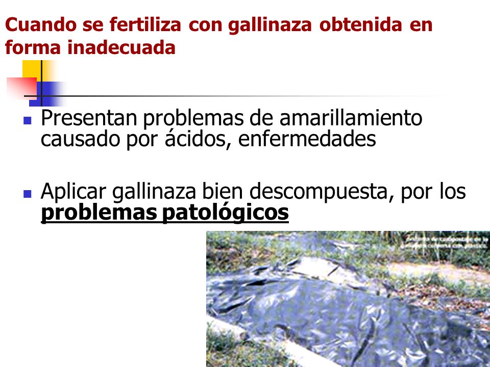Cuando se fertiliza con gallinaza obtenida en forma inadecuada