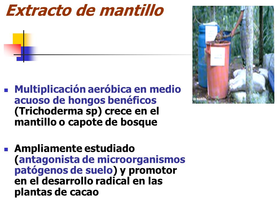 Extracto de mantillo Multiplicación aeróbica en medio acuoso de hongos benéficos (Trichoderma sp) crece en el mantillo o capote de bosque.