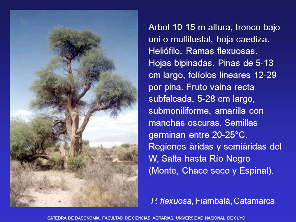 Arbol m altura, tronco bajo uni o multifustal, hoja caediza