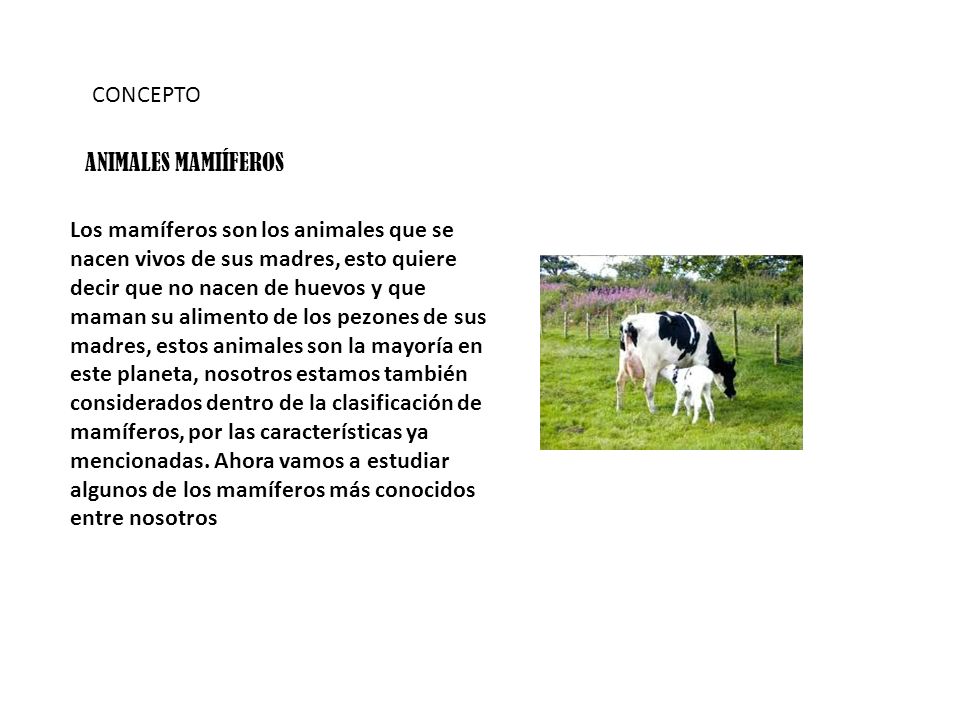 CONCEPTO ANIMALES MAMIÍFEROS.