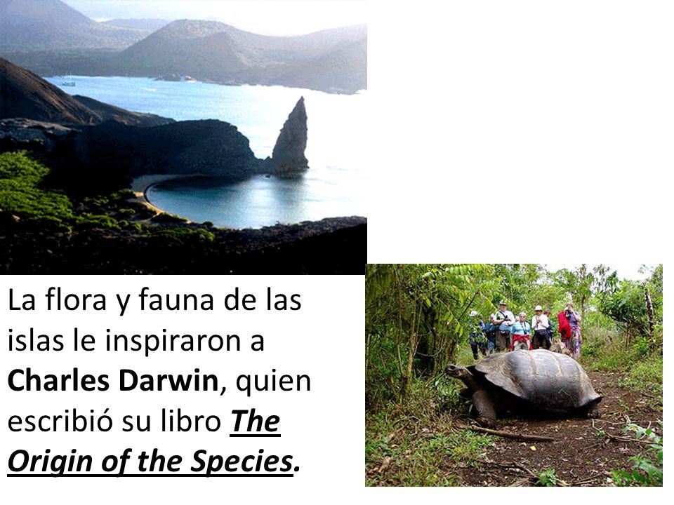 La flora y fauna de las islas le inspiraron a Charles Darwin, quien escribió su libro The Origin of the Species.