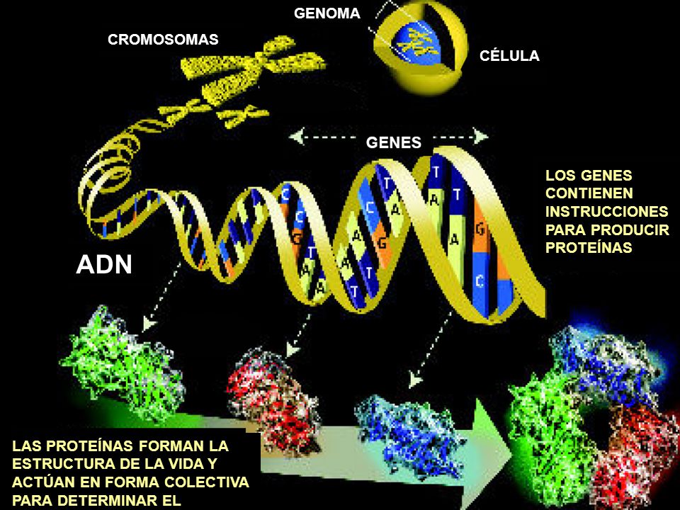 ADN GENOMA CROMOSOMAS CÉLULA