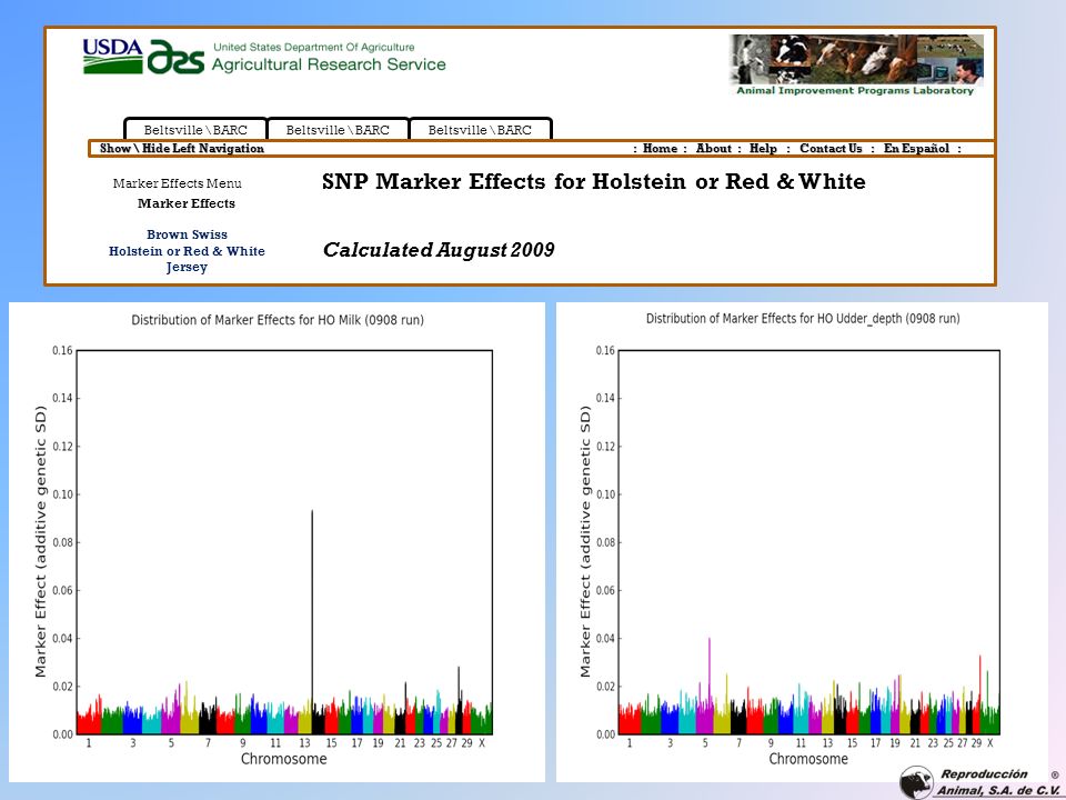 SNP Marker Effects for Holstein or Red & White