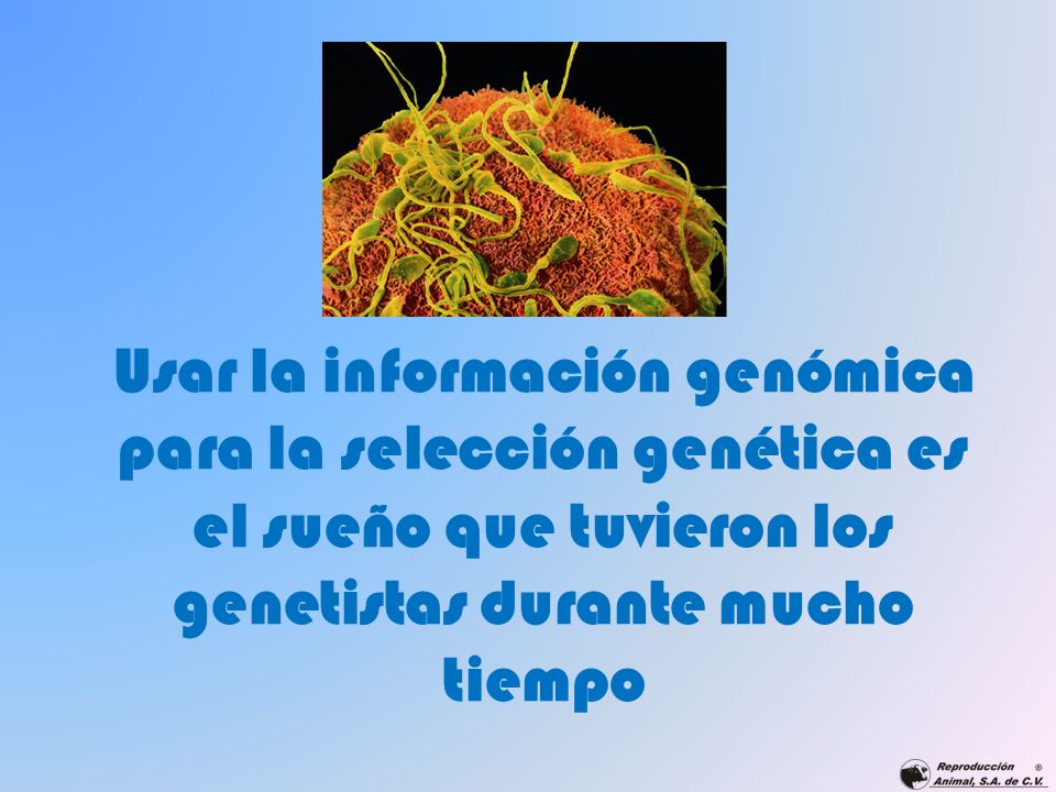 Usar la información genómica para la selección genética es el sueño que tuvieron los genetistas durante mucho tiempo