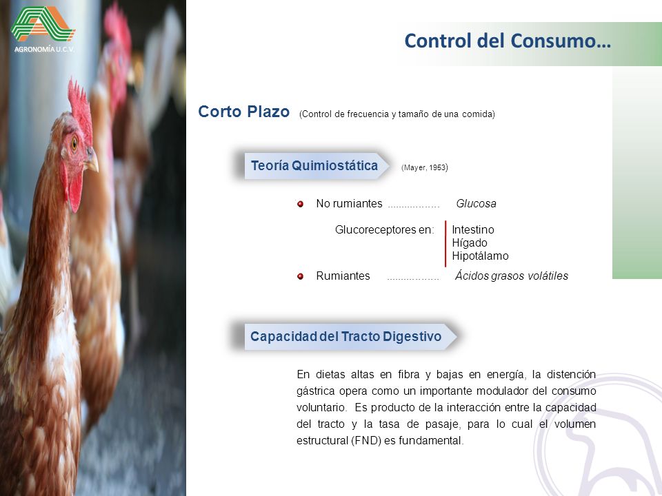 Control del Consumo… AGRONOMÍA U.C.V. Corto Plazo (Control de frecuencia y tamaño de una comida) Teoría Quimiostática (Mayer, 1953)