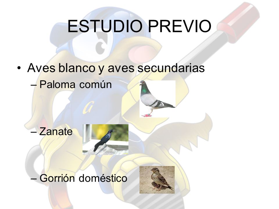 ESTUDIO PREVIO Aves blanco y aves secundarias Paloma común Zanate