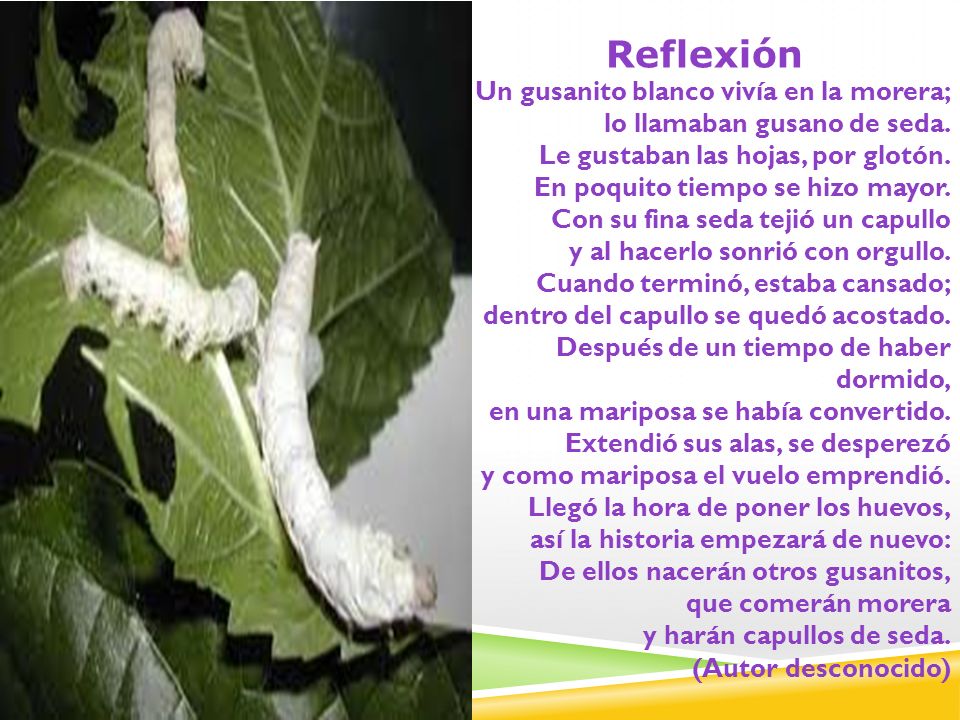 Reflexión