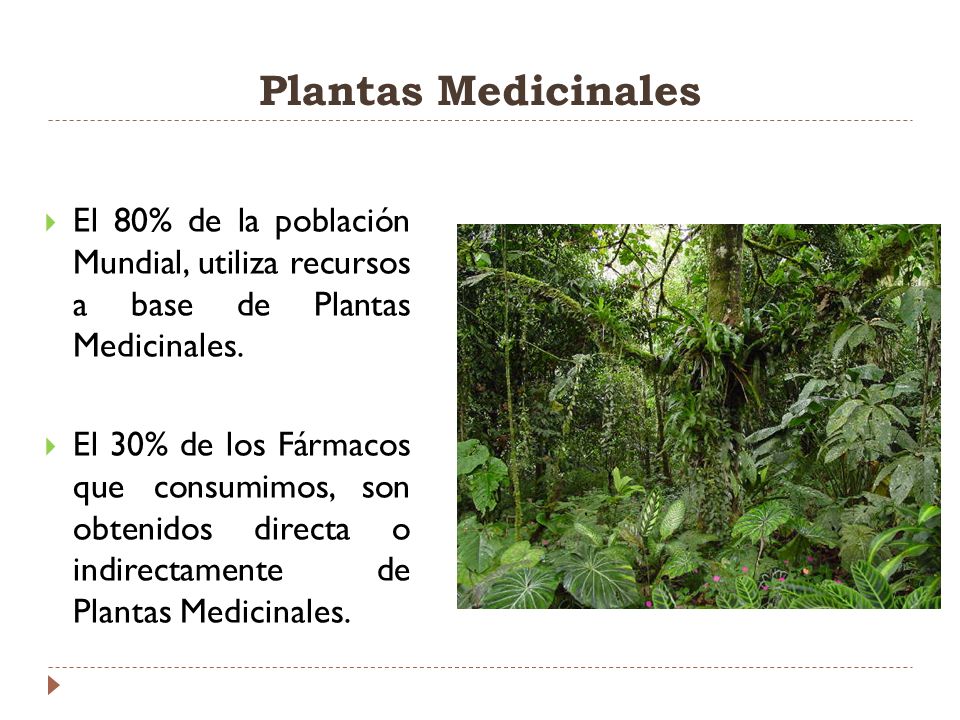 Plantas Medicinales El 80% de la población Mundial, utiliza recursos a base de Plantas Medicinales.