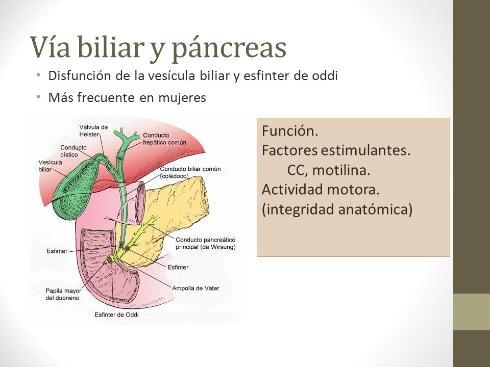 Vía biliar y páncreas Función. Factores estimulantes. CC, motilina.
