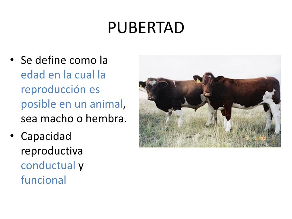 PUBERTAD Se define como la edad en la cual la reproducción es posible en un animal, sea macho o hembra.
