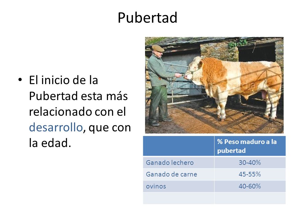 Pubertad El inicio de la Pubertad esta más relacionado con el desarrollo, que con la edad. % Peso maduro a la pubertad.