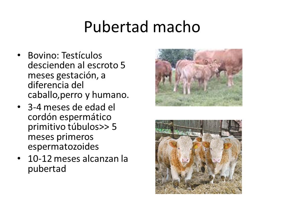 Pubertad macho Bovino: Testículos descienden al escroto 5 meses gestación, a diferencia del caballo,perro y humano.