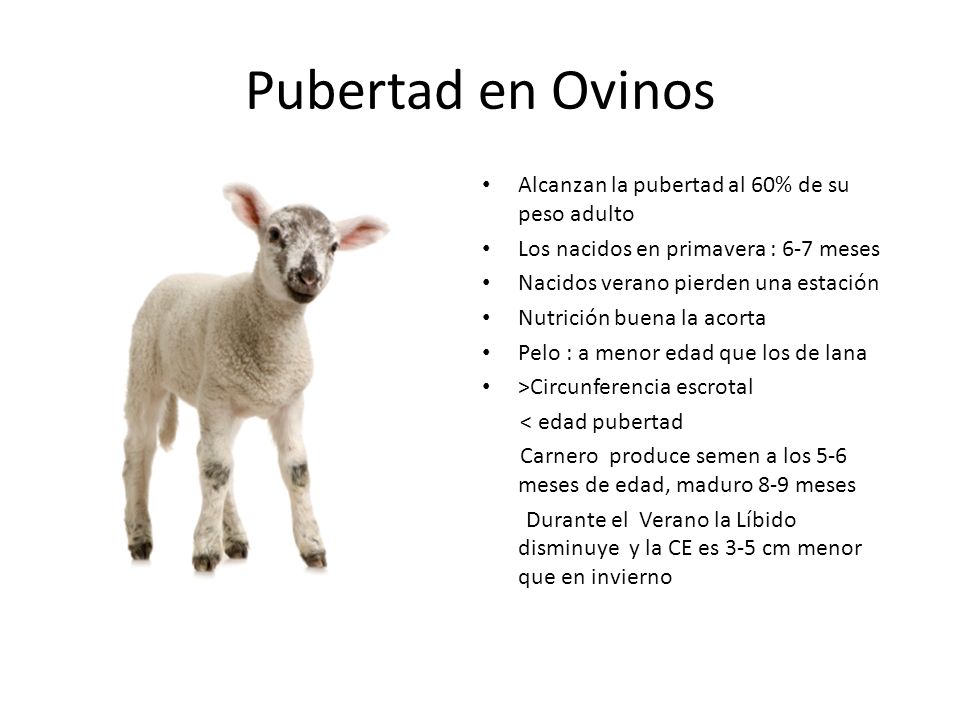 Pubertad en Ovinos Alcanzan la pubertad al 60% de su peso adulto