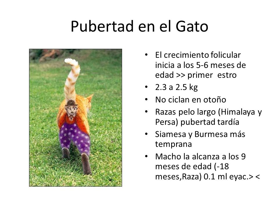 Pubertad en el Gato El crecimiento folicular inicia a los 5-6 meses de edad >> primer estro. 2.3 a 2.5 kg.