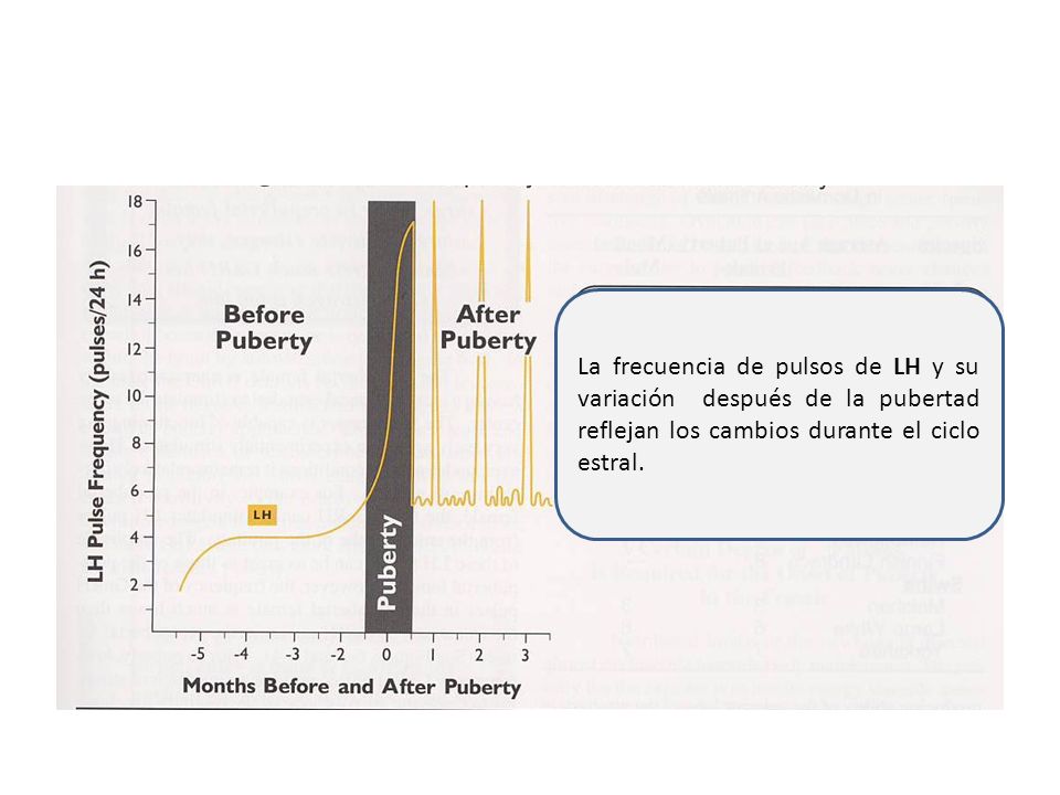 La frecuencia de pulsos de LH y su variación después de la pubertad reflejan los cambios durante el ciclo estral.
