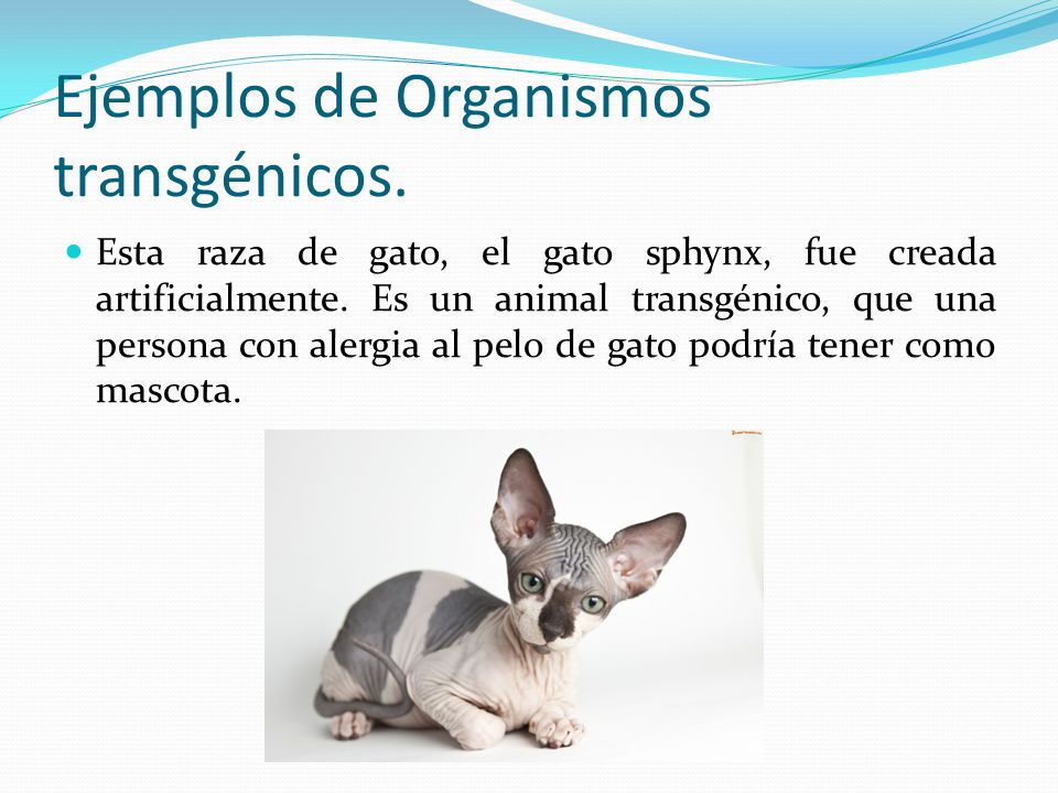 Ejemplos de Organismos transgénicos.