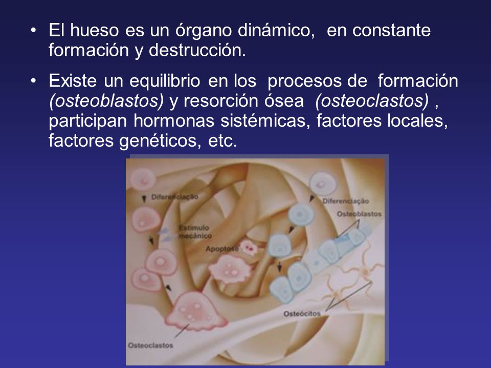 El hueso es un órgano dinámico, en constante formación y destrucción.